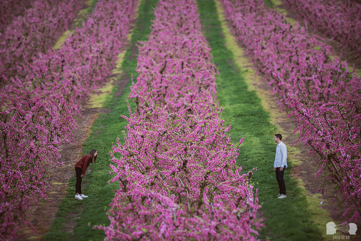Rural engagement in Aitona (Lleida). The amazing peach tree fields!